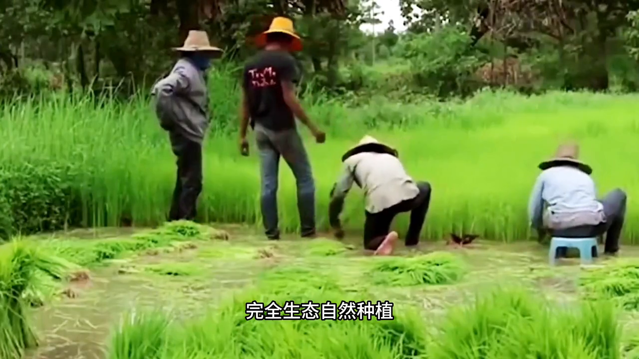 富硒大米批发商（富硒大米厂家）-硒宝网