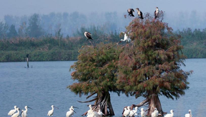 河南省富硒大米（济源富硒大米）-硒宝网