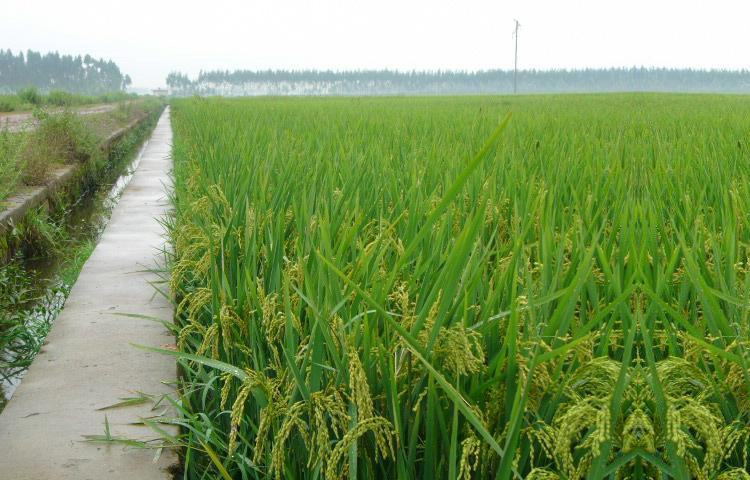 1斤装大米富硒(富硒大米有用吗)-硒宝网