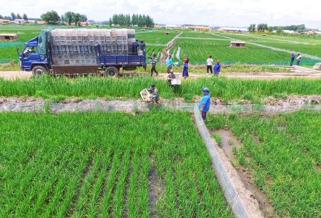 1斤装大米富硒(富硒大米有用吗)-硒宝网