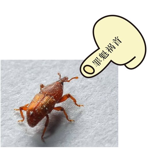 富硒大米生虫吗（大米虫对身体有危害么）-硒宝网