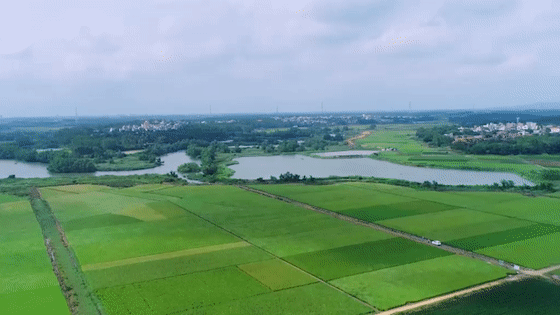 富硒大米去哪买(富硒大米不好吃)-硒宝网