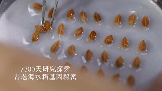 富硒大米去哪买(富硒大米不好吃)-硒宝网