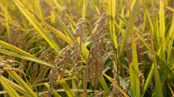 富硒大米黑龙江（黑龙江省富硒大米）-硒宝网