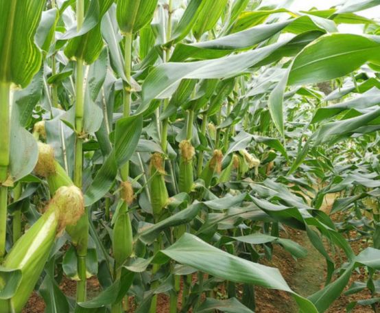 新兴村富硒大米（富硒优质大米）-硒宝网