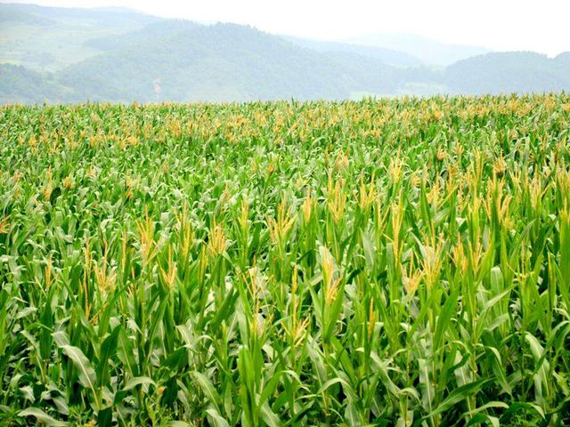 新兴村富硒大米（富硒优质大米）-硒宝网