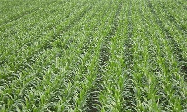 新兴村富硒大米（富硒优质大米）-硒宝网