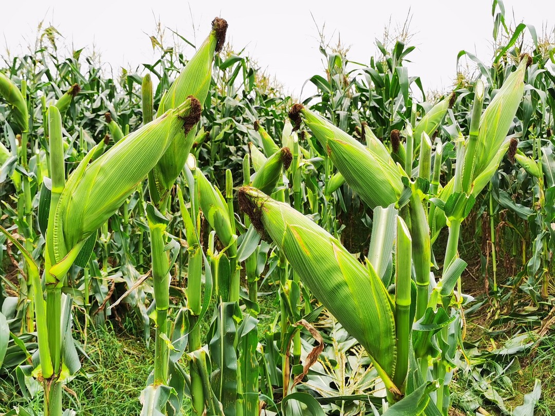 新兴村富硒大米（富硒优质大米）-硒宝网