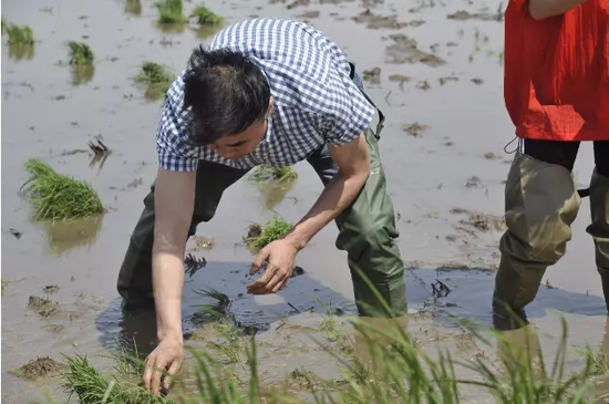 据报道富硒大米(富硒大米的广告词)-硒宝网