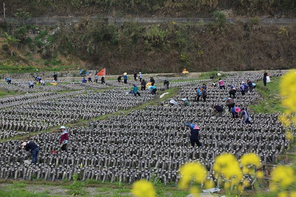 王三益富硒大米(富硒大米视频功效)-硒宝网