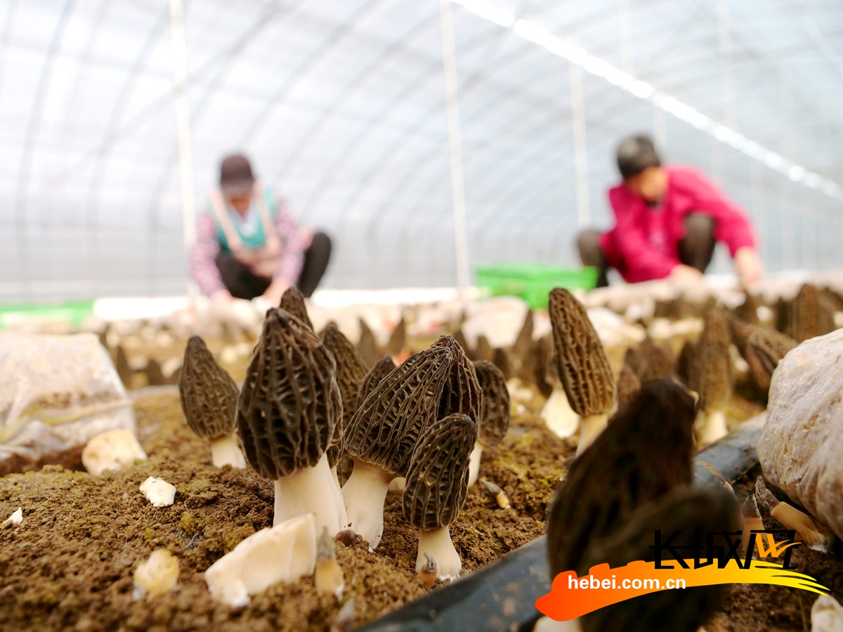 王三益富硒大米(富硒大米视频功效)-硒宝网