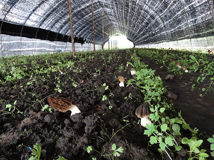 王三益富硒大米(富硒大米视频功效)-硒宝网
