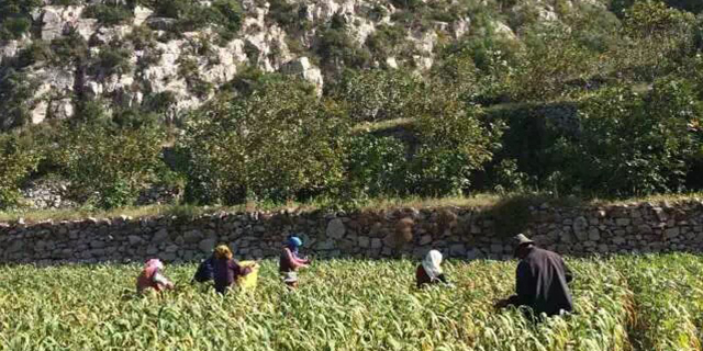 富硒大米粥升糖（硒米升糖指数）-硒宝网