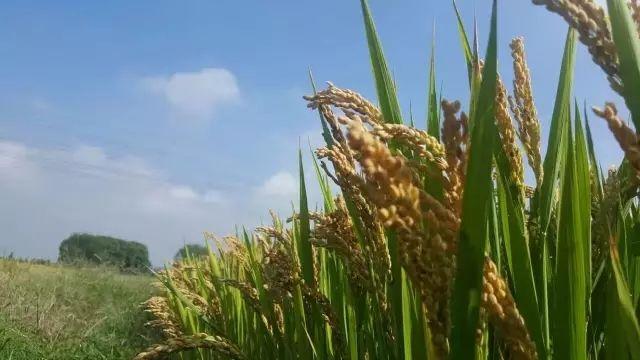 五常富硒锌大米（富硒大米和五常大米哪个好）-硒宝网