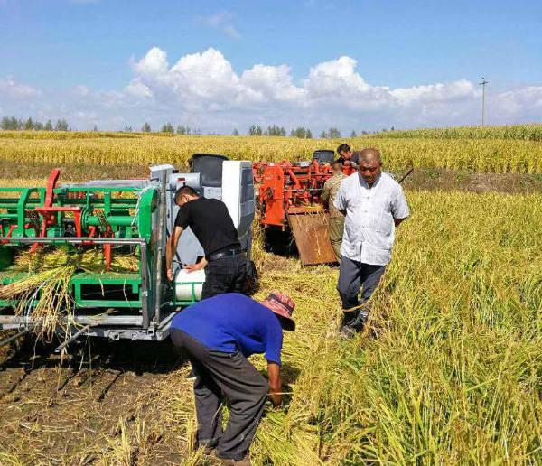 五常富硒锌大米（富硒大米和五常大米哪个好）-硒宝网