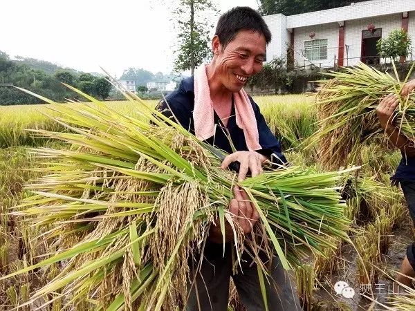 富硒大米生产商（富硒大米市场分析）-硒宝网