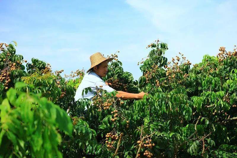 富硒大米自热包(据报道富硒大米有多种保健功能)-硒宝网