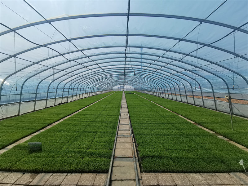 建三江富硒大米（三江大米是转基因的吗）-硒宝网