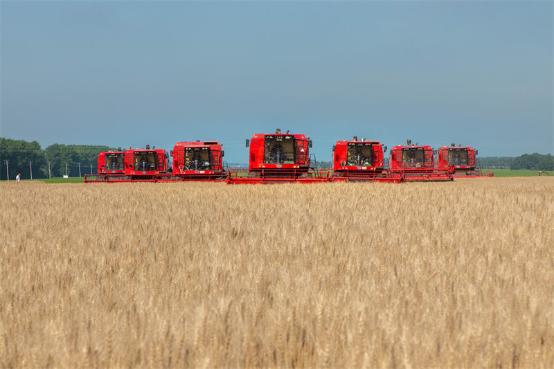 建三江富硒大米（三江大米是转基因的吗）-硒宝网