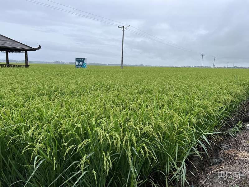 富硒大米生长期(长期食用富硒大米)-硒宝网