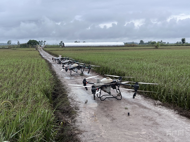 富硒大米生长期(长期食用富硒大米)-硒宝网