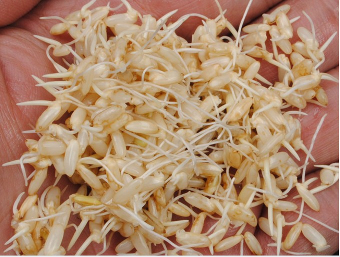 富氢大米含硒吗（大米氢富含硒多少）-硒宝网