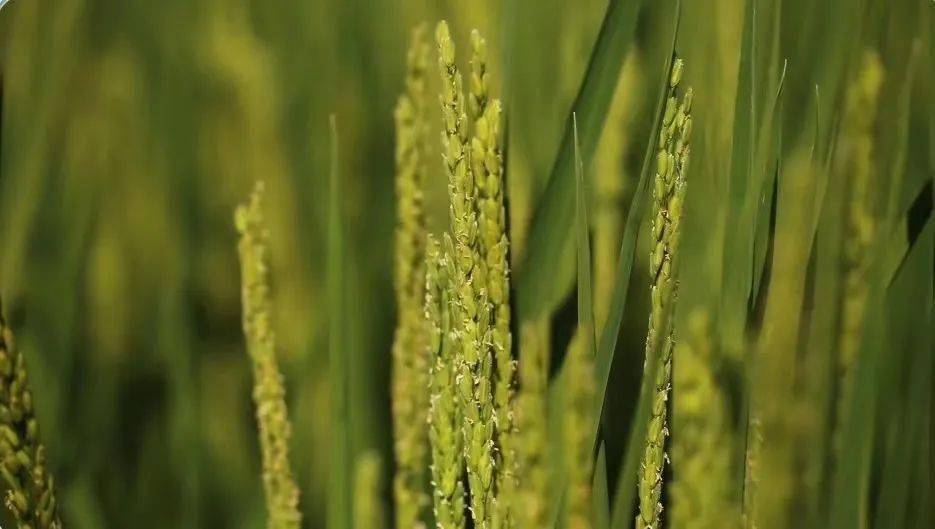 建三江富硒大米(三江大米的产地是哪)-硒宝网