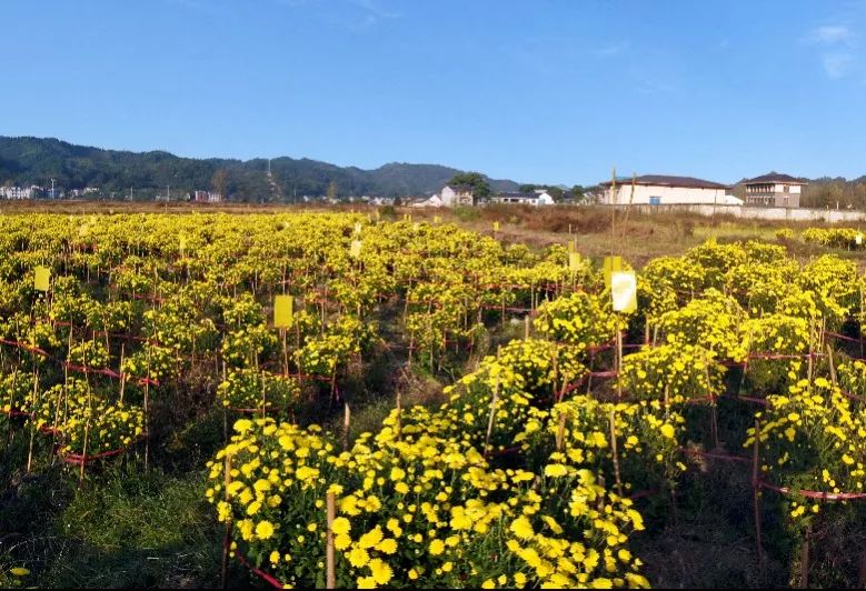 四川富硒源大米(富硒优质大米)-硒宝网