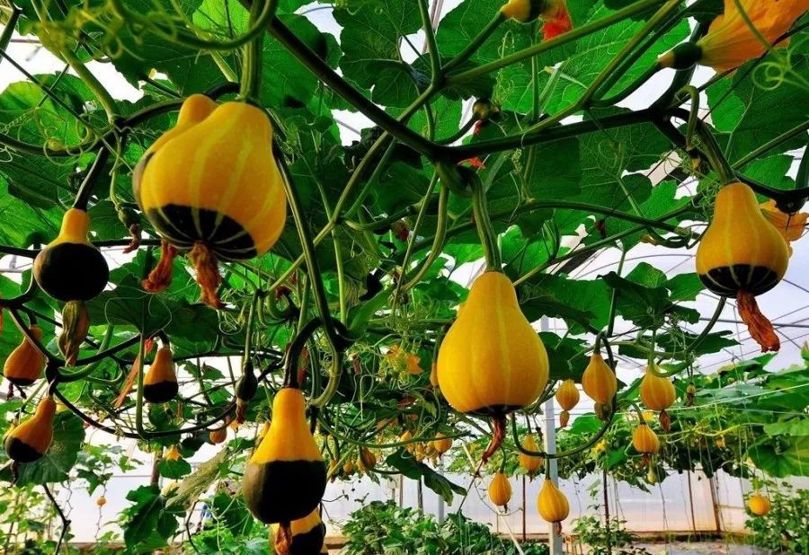 四川富硒源大米(富硒优质大米)-硒宝网