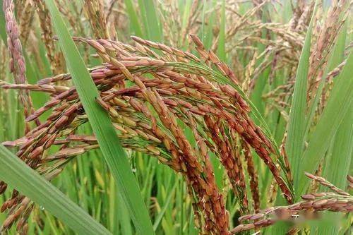 富硒大米饭团购(富硒的大米)-硒宝网