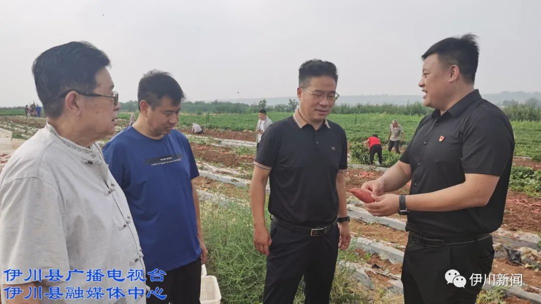 聊城 富硒地瓜(山东富硒地瓜)-硒宝网