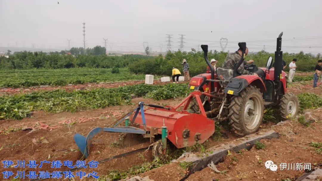 聊城 富硒地瓜(山东富硒地瓜)-硒宝网