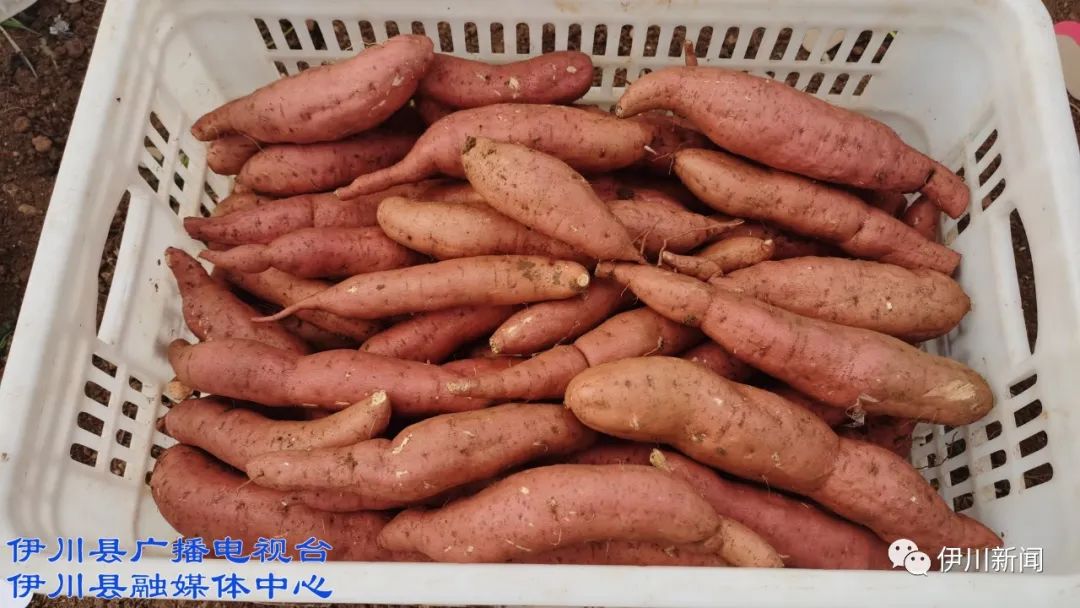 聊城 富硒地瓜(山东富硒地瓜)-硒宝网