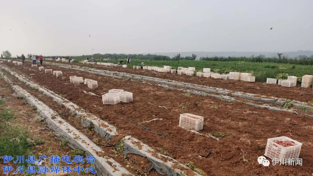 聊城 富硒地瓜(山东富硒地瓜)-硒宝网