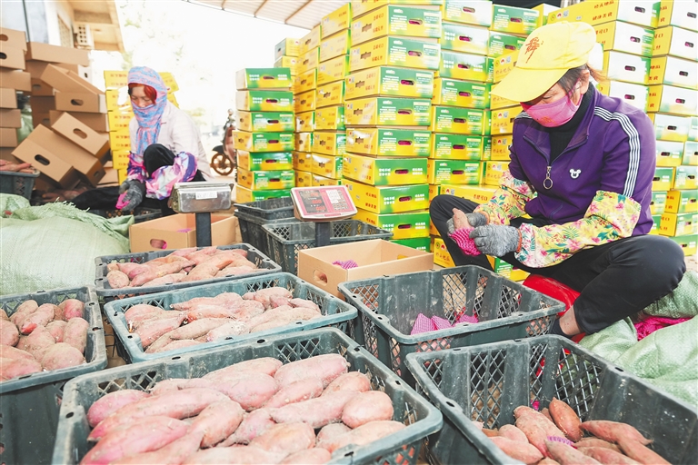 富硒地瓜 澄迈（海南澄迈桥头富硒地瓜营养价值）-硒宝网