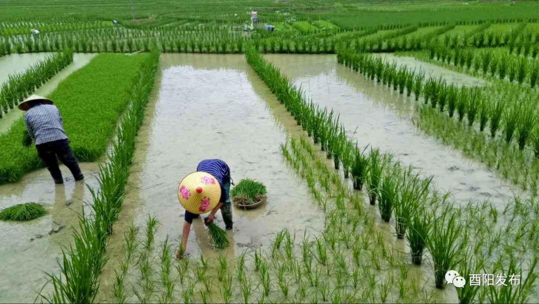 富硒大米生产商（富硒大米生产技术）-硒宝网