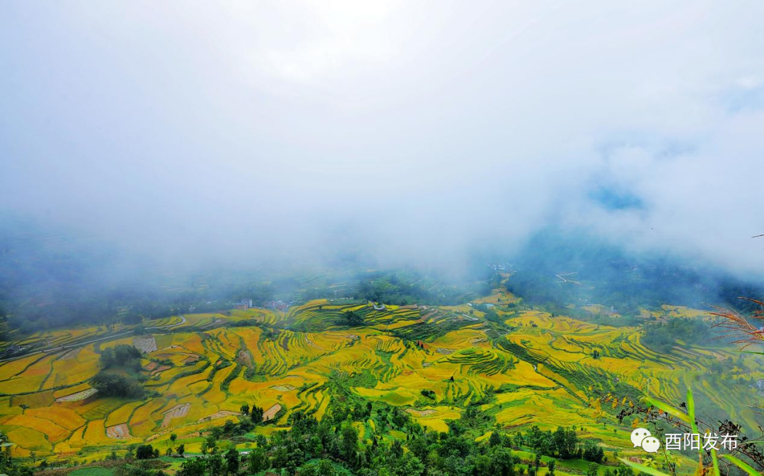 富硒大米生产商（富硒大米生产技术）-硒宝网
