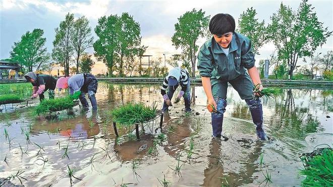 八面通富硒大米（大米姐富硒米）-硒宝网