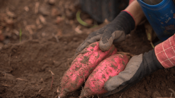 桥头富硒地瓜苗(桥头富硒地瓜的作用)-硒宝网
