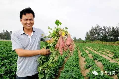 薯我富富硒地瓜（富硒地瓜含硒高吗）-硒宝网