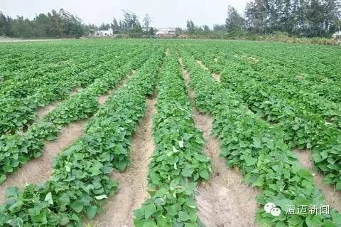 薯我富富硒地瓜（富硒地瓜含硒高吗）-硒宝网