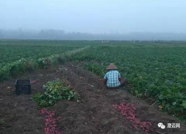 富硒地瓜种哪里（富硒地瓜种植技术视频教程）-硒宝网