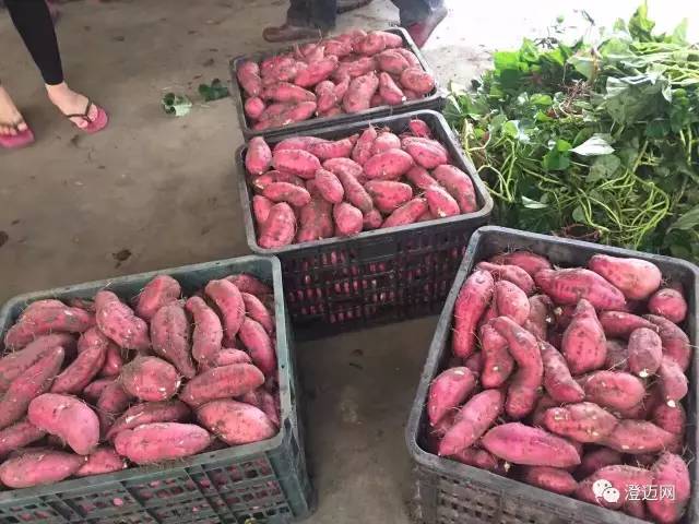 富硒地瓜种哪里（富硒地瓜种植技术视频教程）-硒宝网