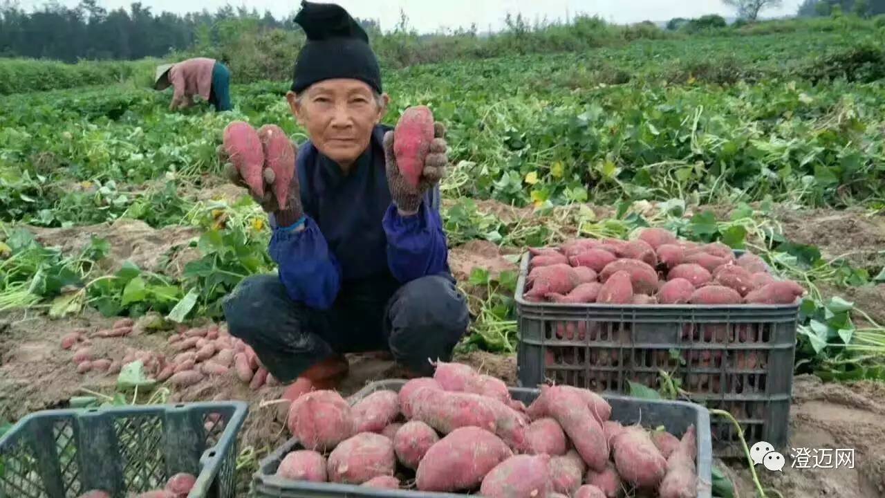 富硒地瓜种哪里（富硒地瓜种植技术视频教程）-硒宝网