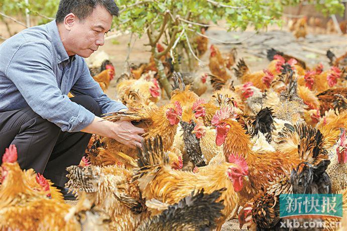 郑州富硒地瓜苗(富硒地瓜种植技术视频教程)-硒宝网