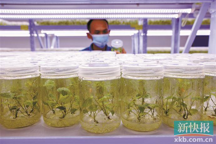 郑州富硒地瓜苗(富硒地瓜种植技术视频教程)-硒宝网