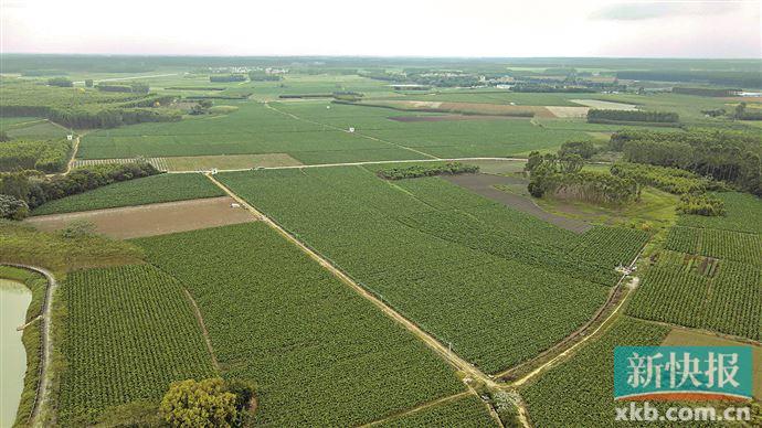郑州富硒地瓜苗(富硒地瓜种植技术视频教程)-硒宝网
