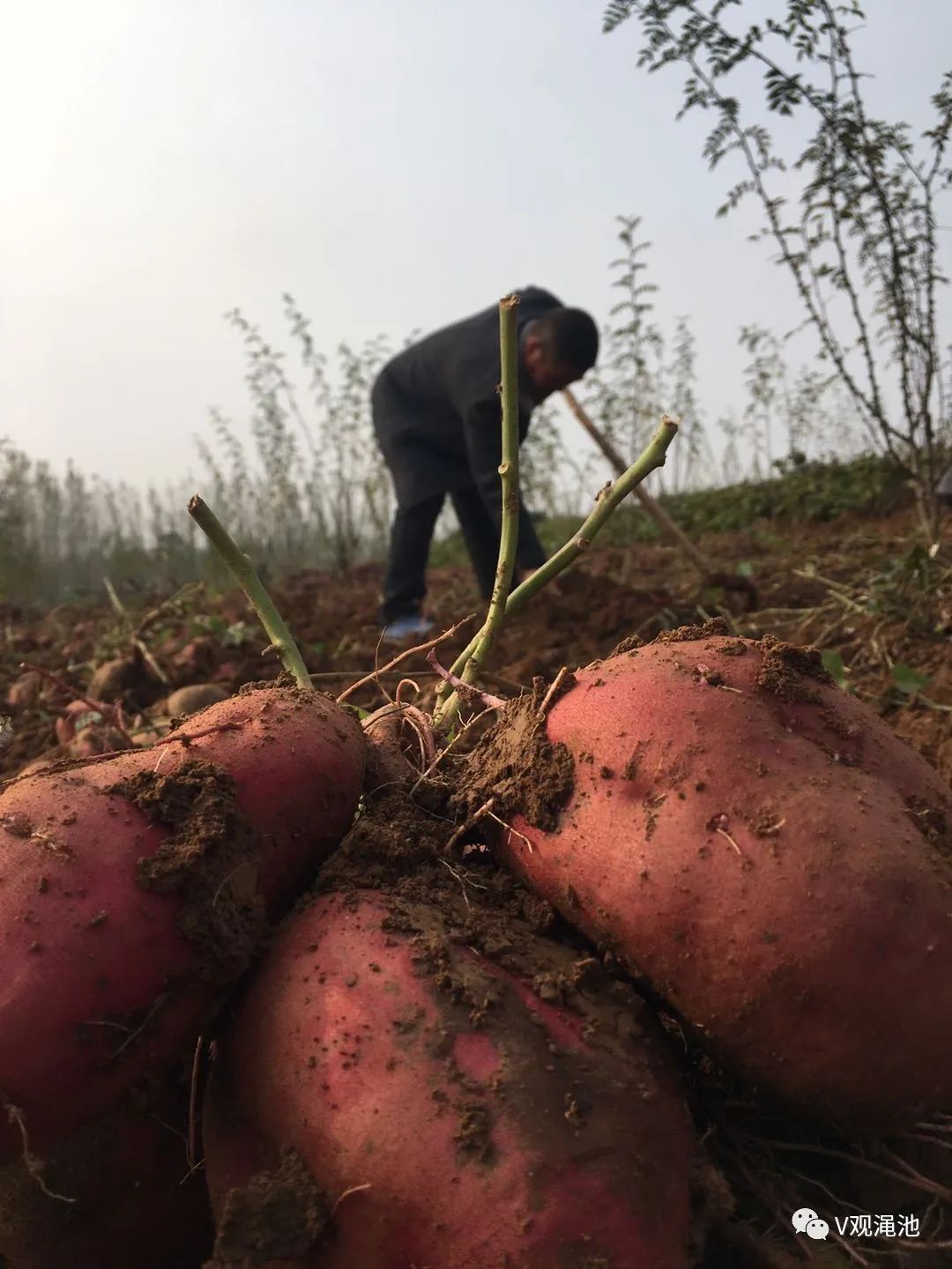 薯我富富硒地瓜(薯地瓜富富硒含量高吗)-硒宝网