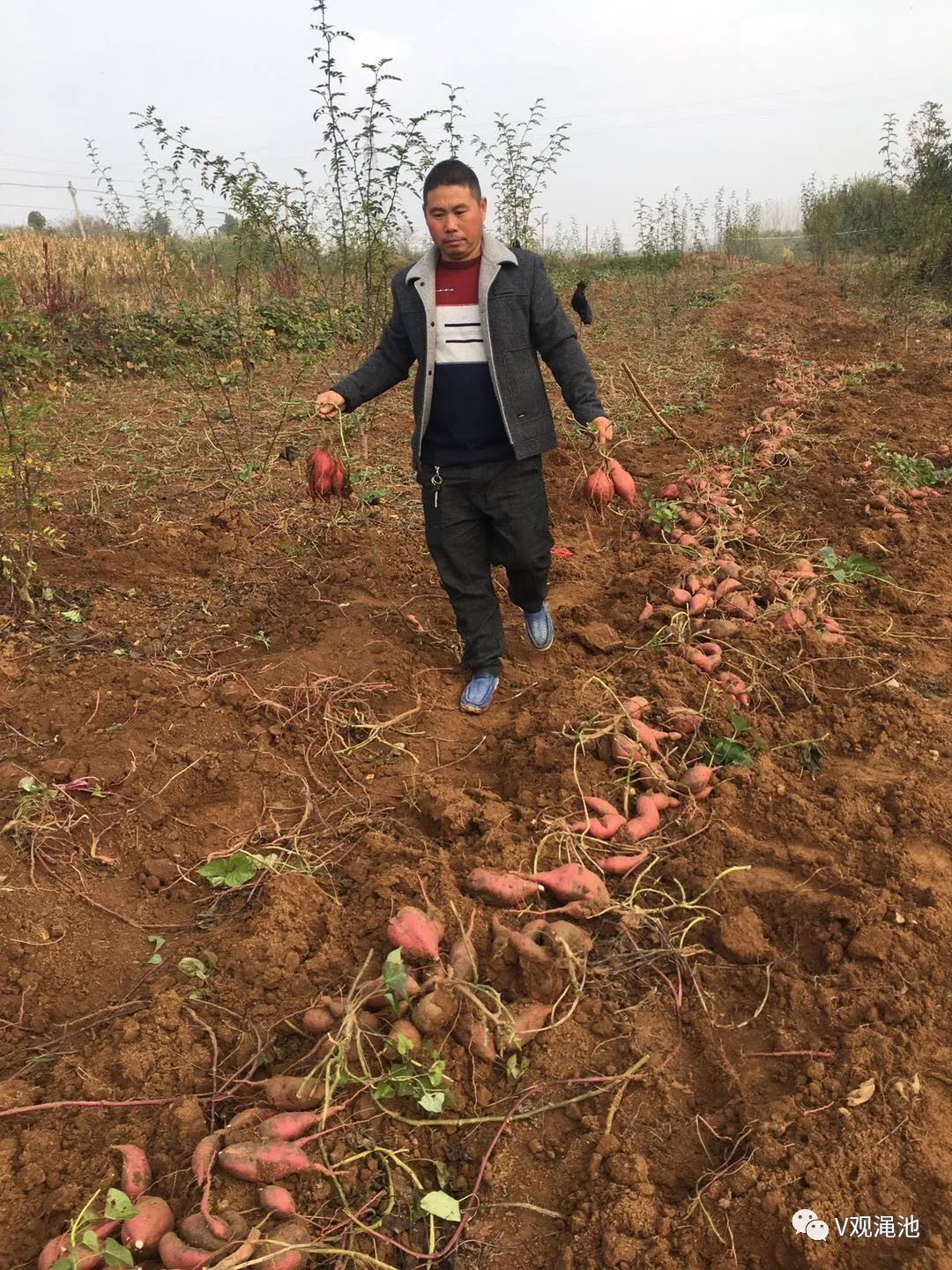 薯我富富硒地瓜(薯地瓜富富硒含量高吗)-硒宝网