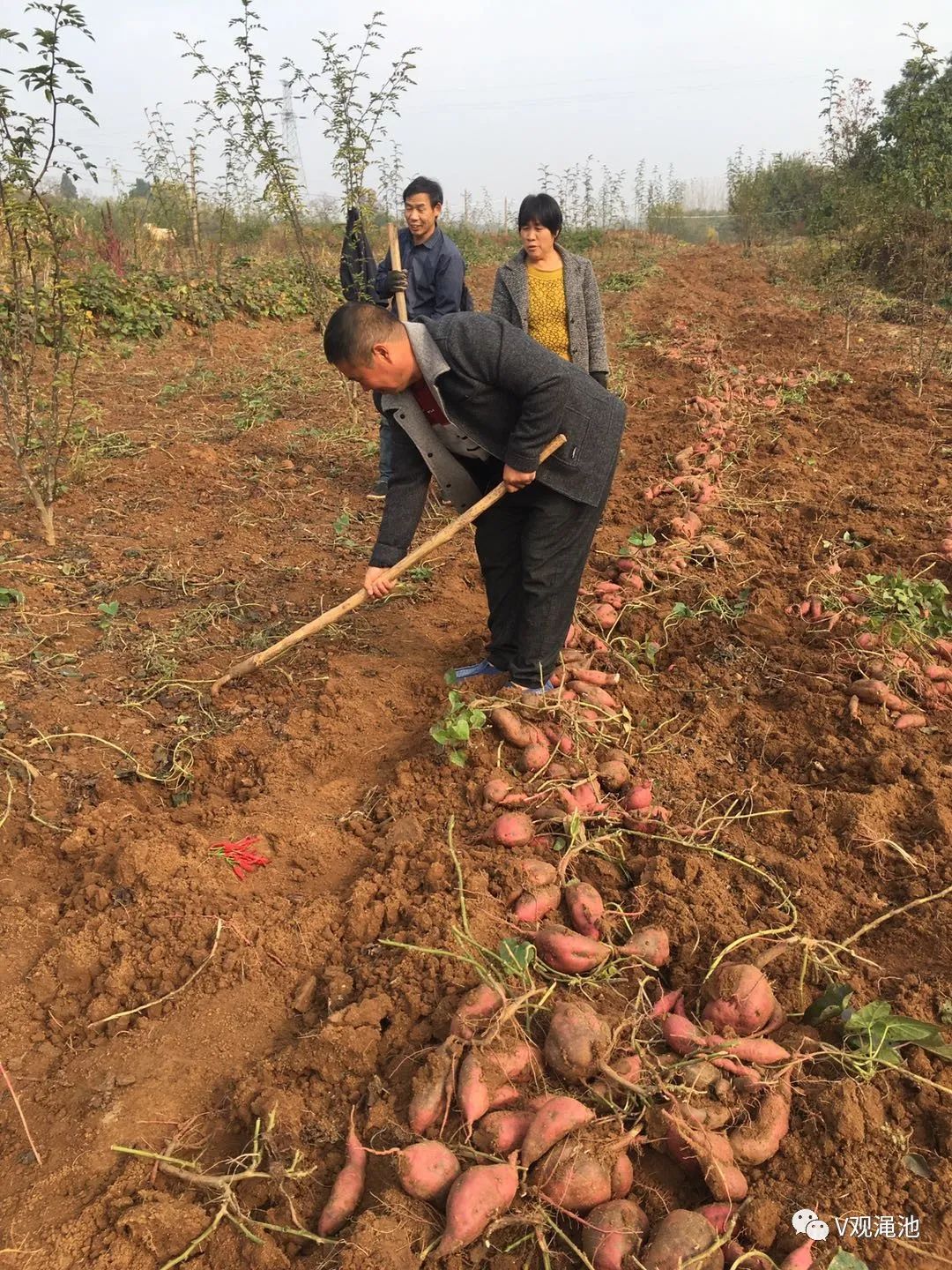 薯我富富硒地瓜(薯地瓜富富硒含量高吗)-硒宝网
